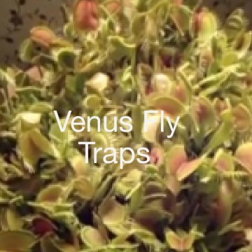 Venusflytrap